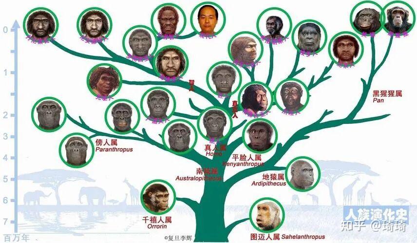 人类源自古猿,为何现在的猿类没进化成人类? - 知乎