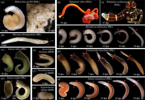 纽虫再生的部分试验结果 图源:biological sciences