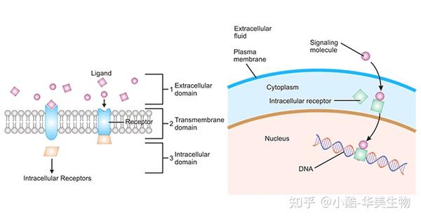 受体 - 知乎