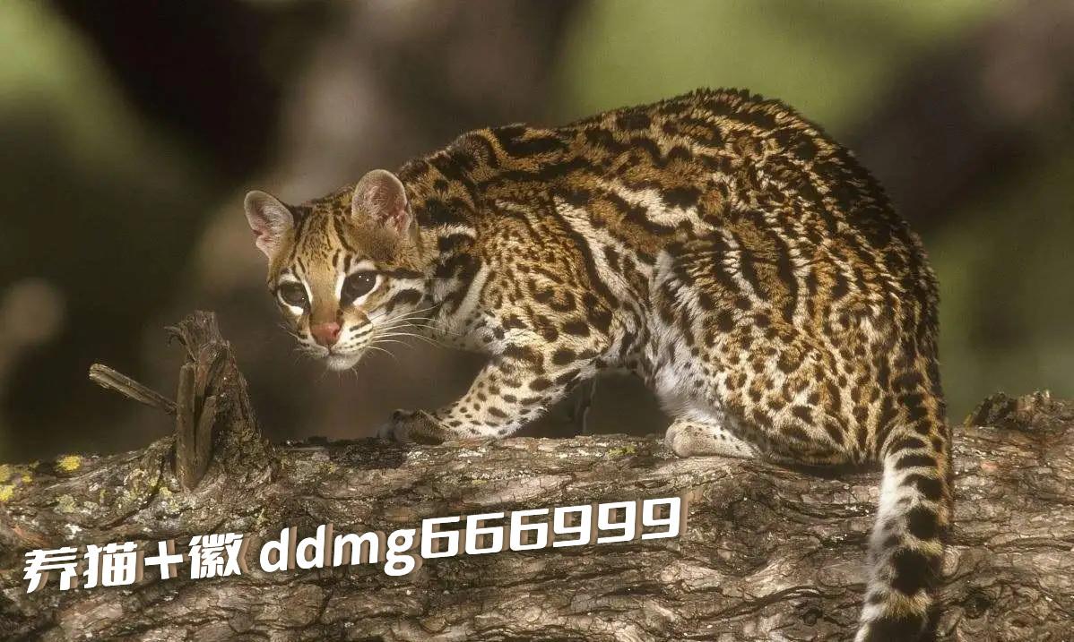 中国云猫图片大全,中国云猫高清壁纸 - 知乎