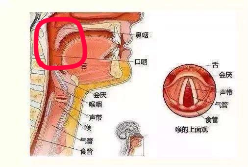 咽后壁位置图图片