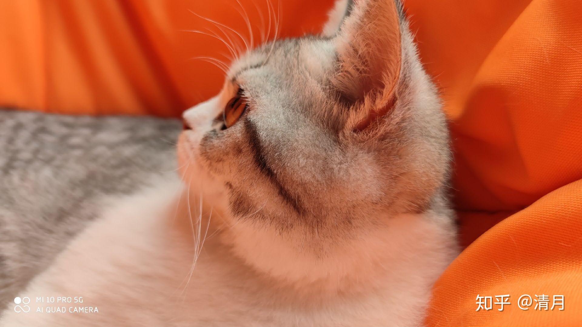 可以看一下你们的猫咪侧颜嘛? - 知乎