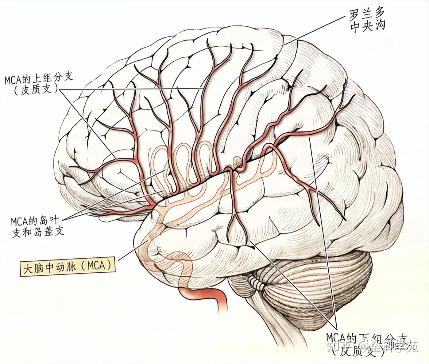 大脑血管分布示意图图片