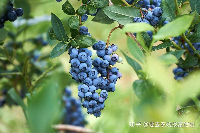 哪个产地的蓝莓最好吃,你知道吗?富硒姐姐