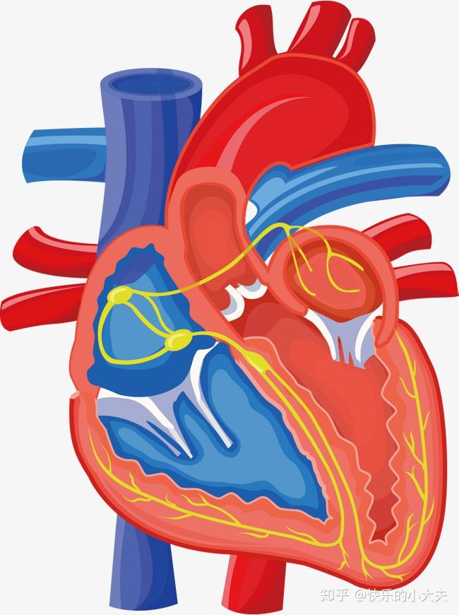 心脏的传导系统