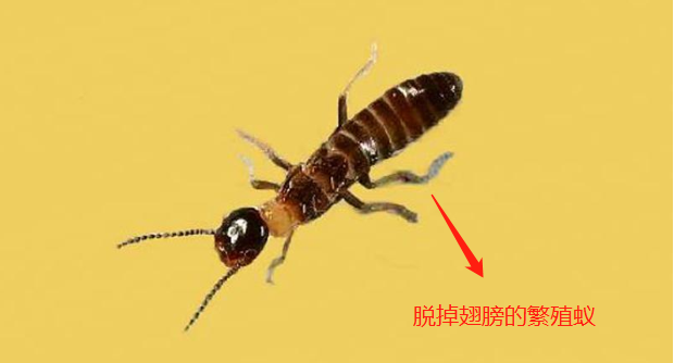 白蚁图片是什么样白蚁如何有效防治