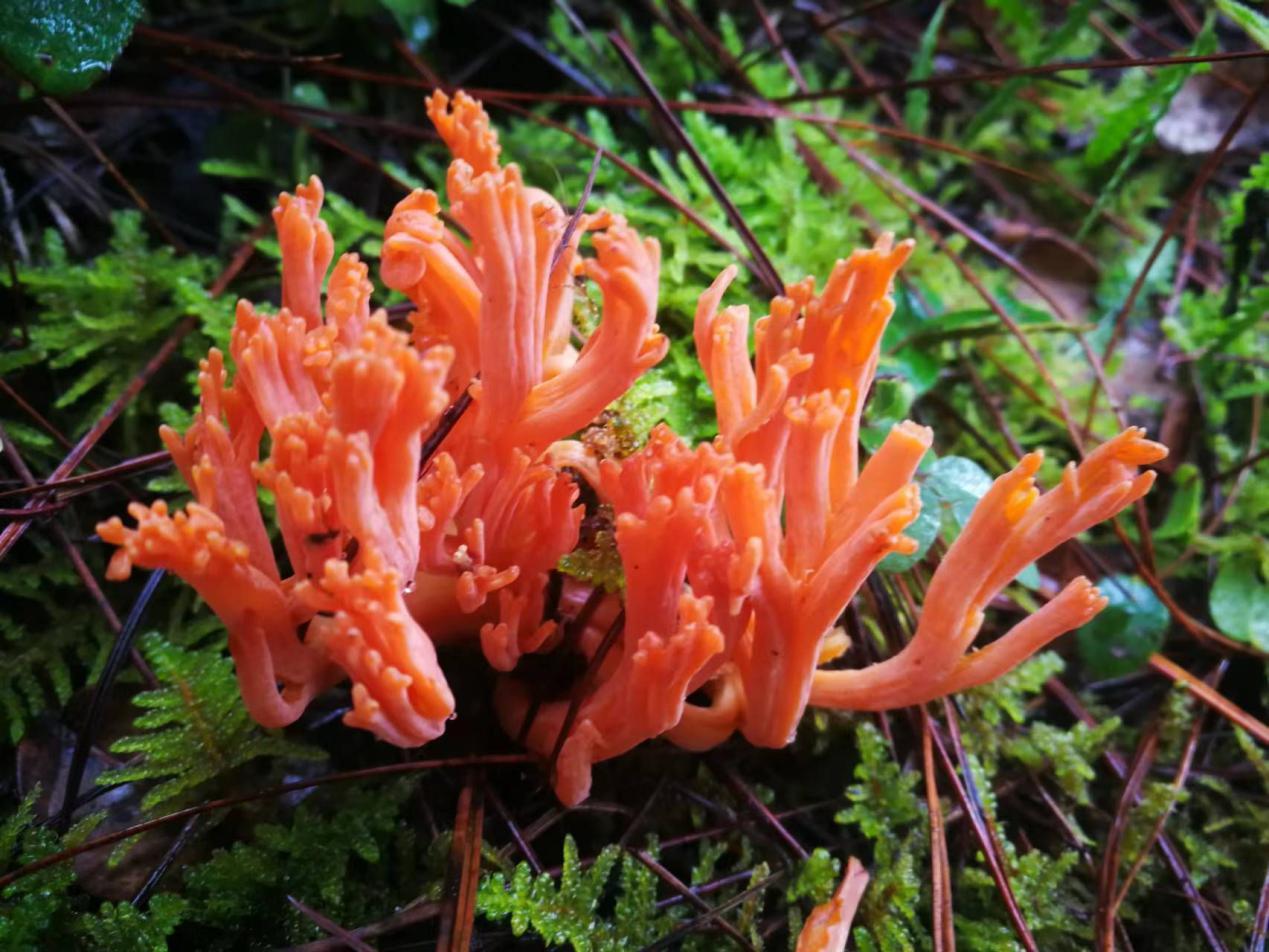 山野藏珍馐——扫把菌 - 知乎