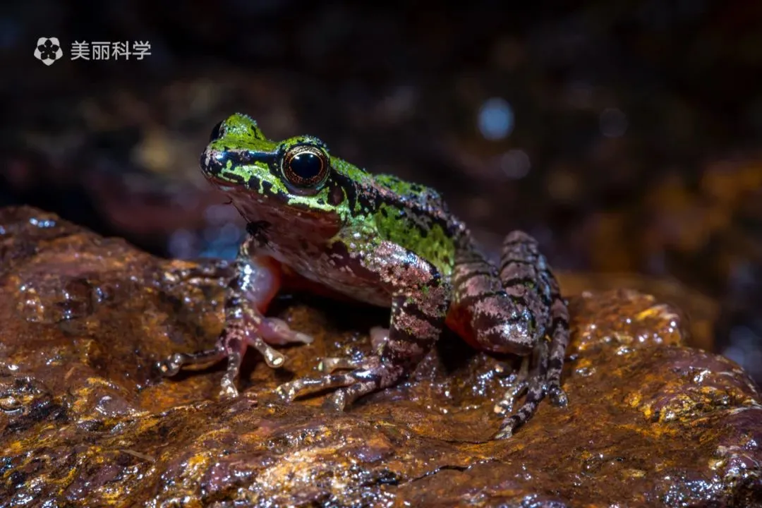 在溪流的下游平缓区域,我们能够观察到许多棘皮湍蛙.