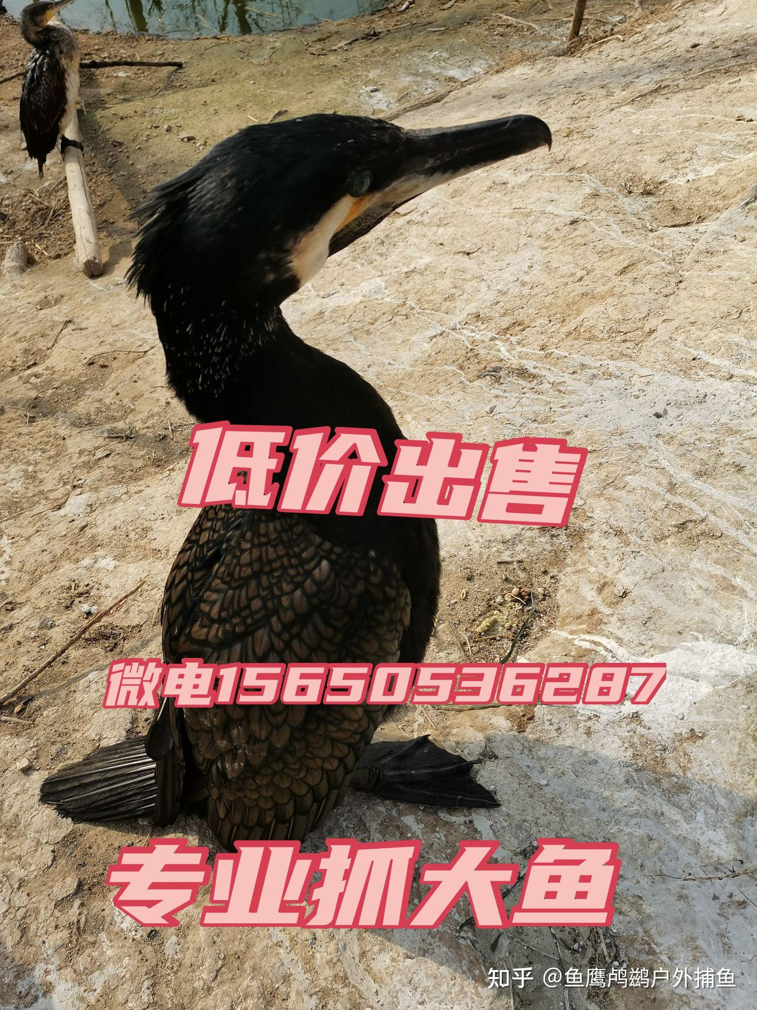 鱼鹰鸬鹚户外捕鱼