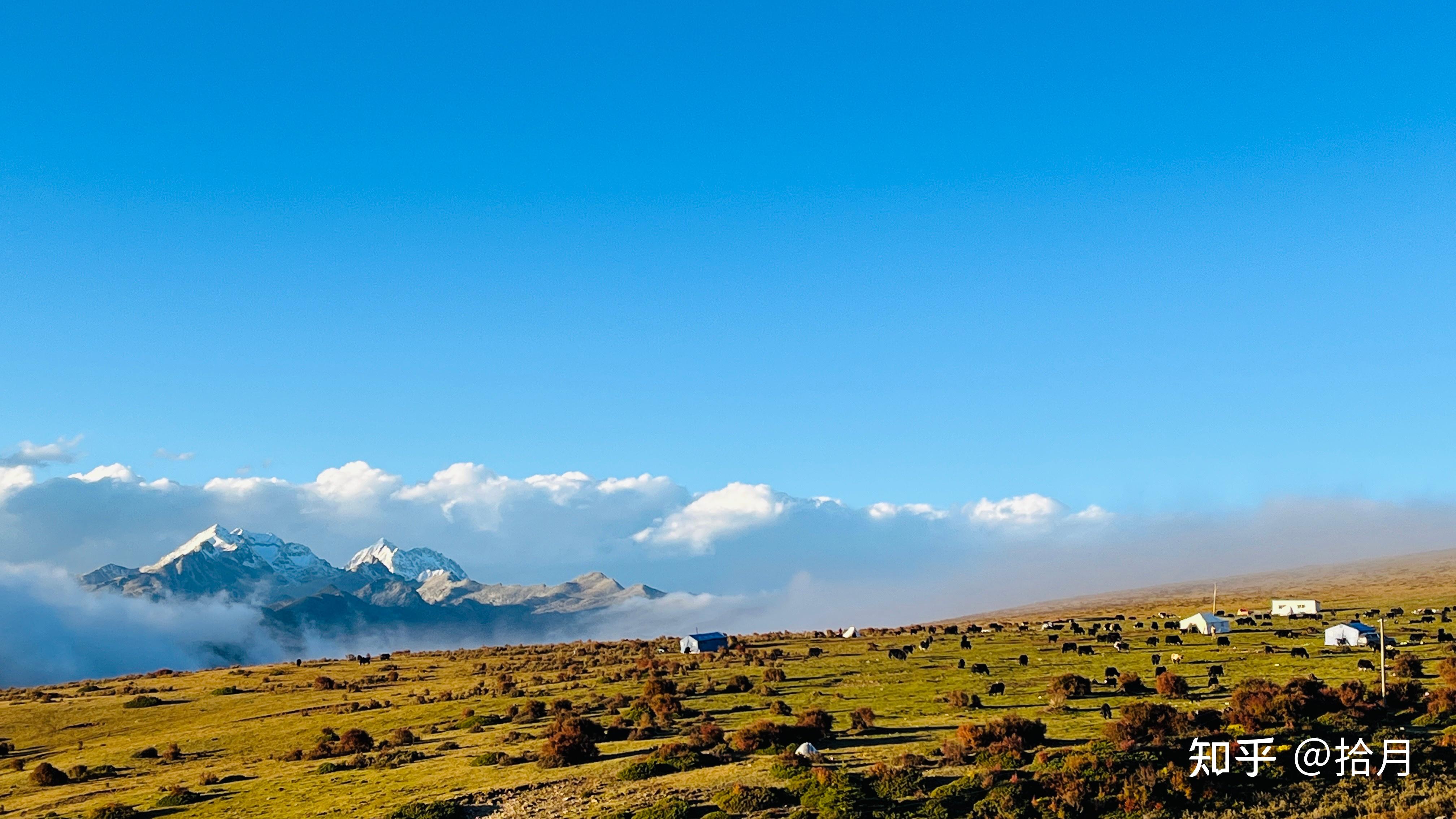 第五站:牛马成群—塔公草原