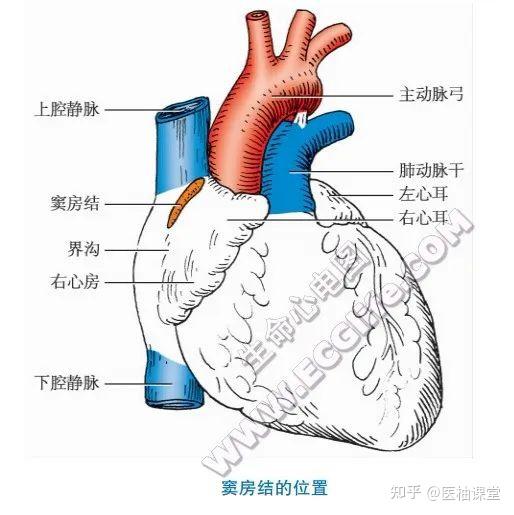 图文详解心传导系统:窦房结,结间束,房室结,房室束