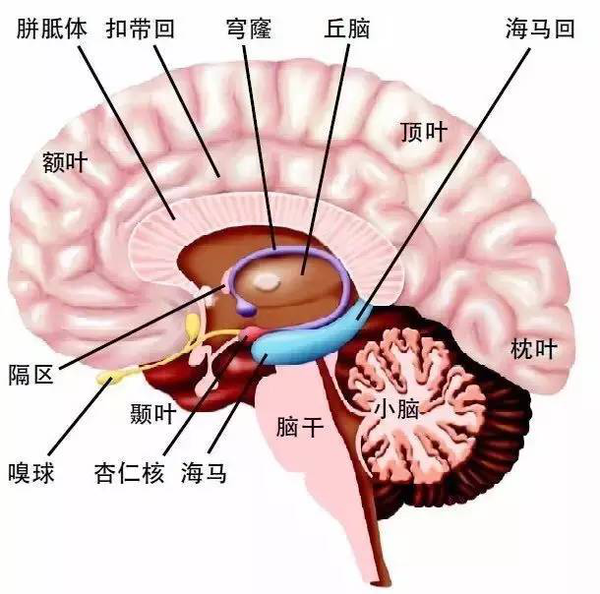 杏仁核：大脑的“恐惧中心” - 知乎