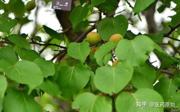 带你识别苦杏仁 - 知乎