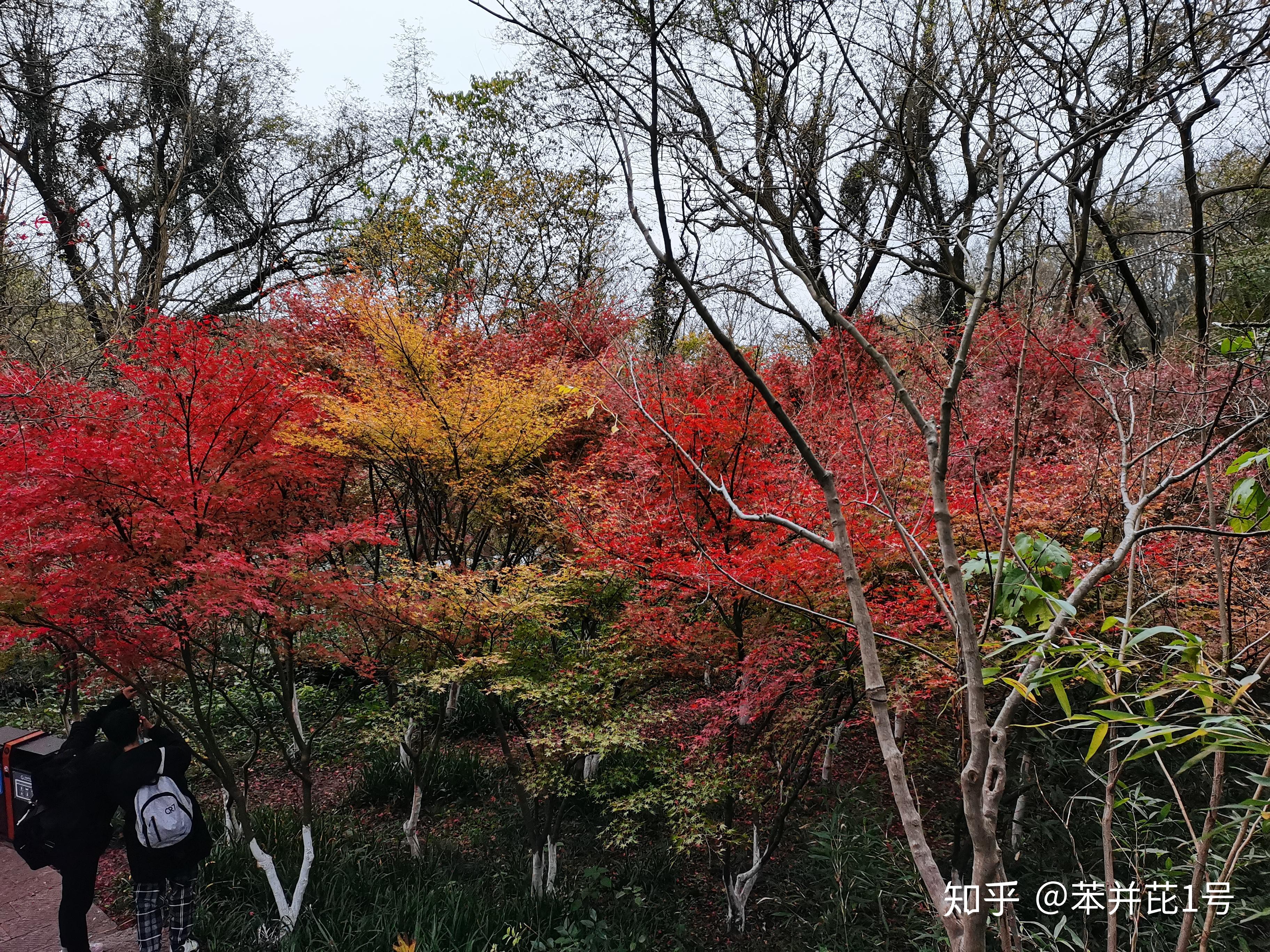 11月末,我聽聞南京棲霞山楓葉變紅了,今天下午就興沖沖地跑去看看.