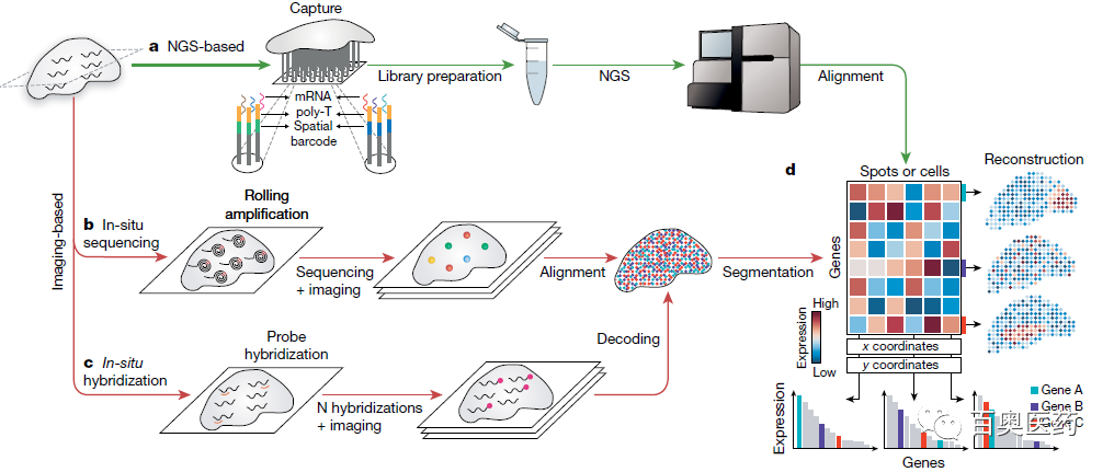 科研盘点空间转录组学技术全面综述
