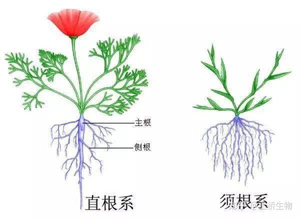 根生则生 根亡则亡 养根护根很重要 上桥生物 知乎