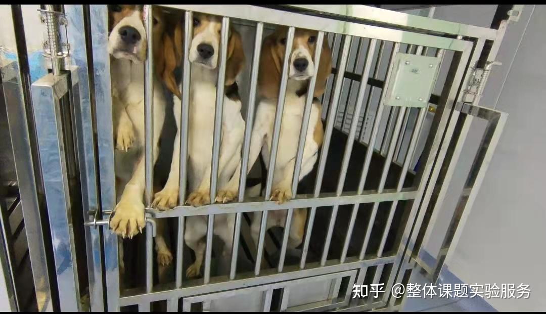 应用广泛研究的比格犬实验----这里可以 - 知乎