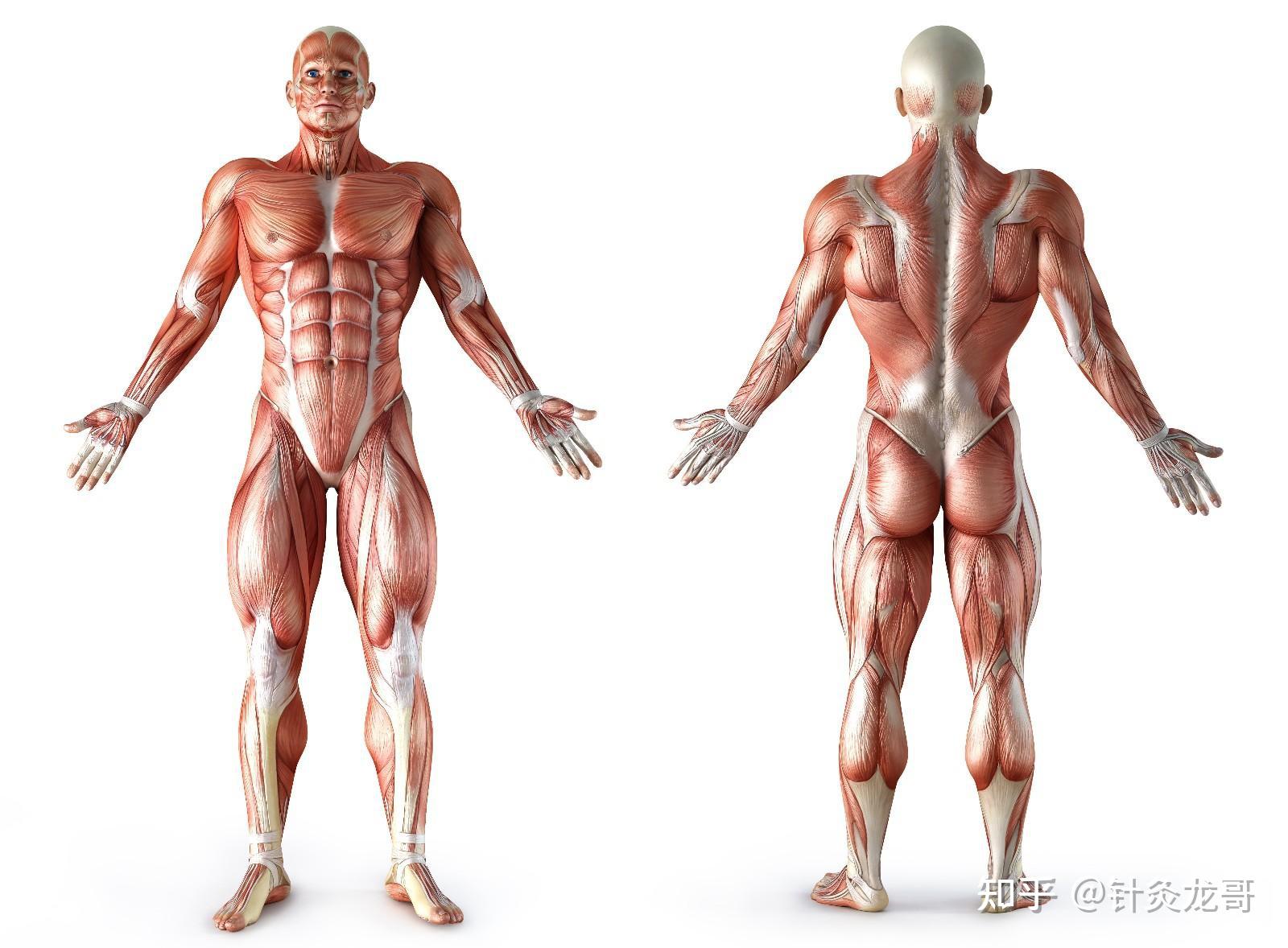 对于骨骼肌肉问题引起的疼痛,多可责之于肌肉韧带力学结构的稳定性