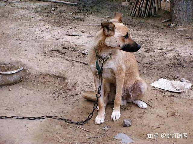 "偷元宵"的习俗:被狗追着咬,还有生吃元宵 - 知乎