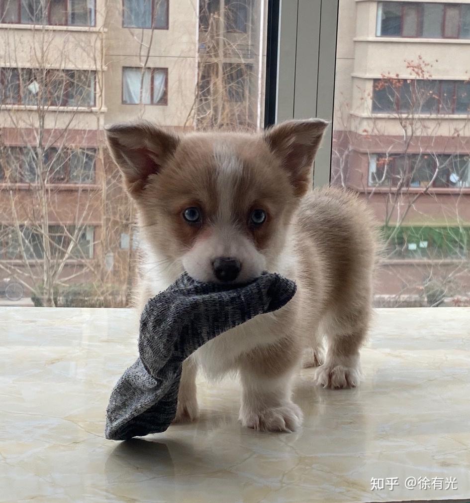 大家如果去看待蓝眼失格的柯基