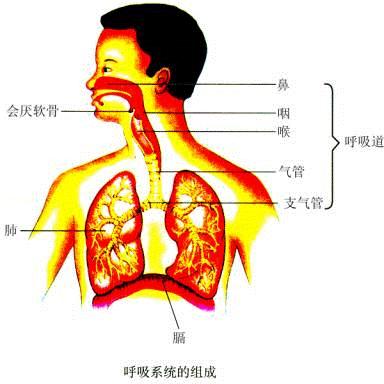 中医藏象学说之五脏的主要生理功能肺14