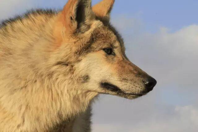 感动千万网友的故事再刷屏:她养大一匹狼,送它重返狼群_https://www.izongheng.net_快讯_第2张