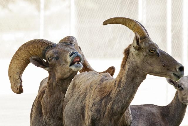 一,公羊裂唇嗅反应的生物学意义