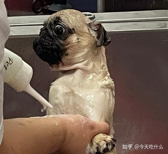 巴哥犬少人养十个有九个是被这几点劝退