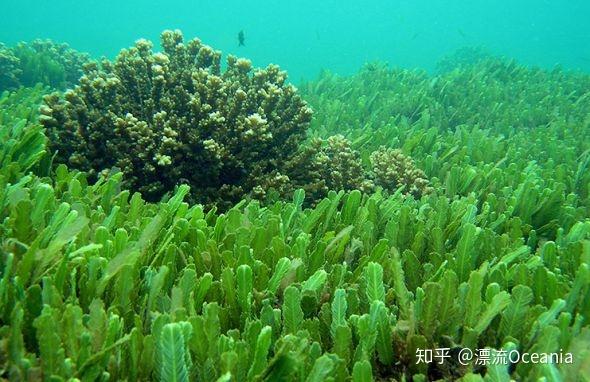 螺旋藻到底有多少价值?