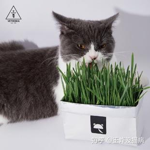 猫草 化毛膏和化毛片的区别及用法 知乎