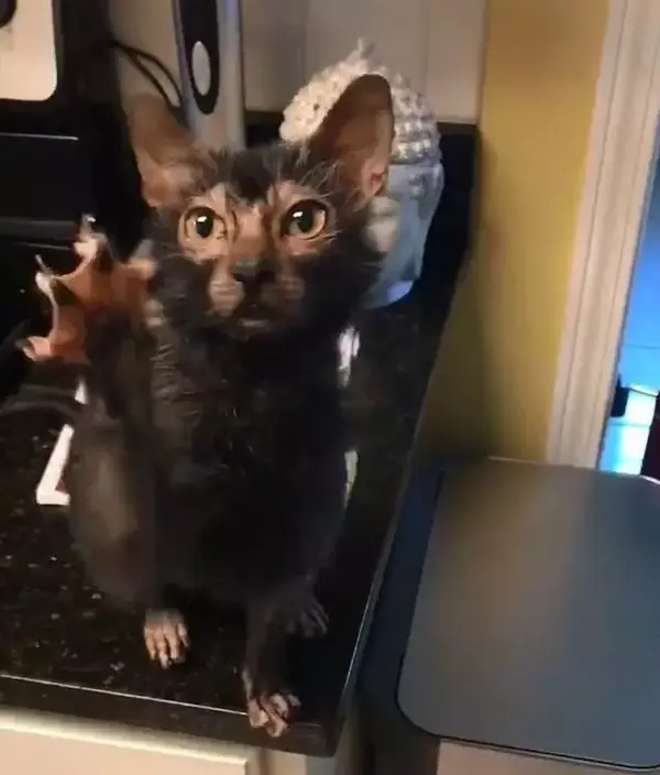 长得又像老鼠又像猫的 怪胎 到底是个啥 知乎