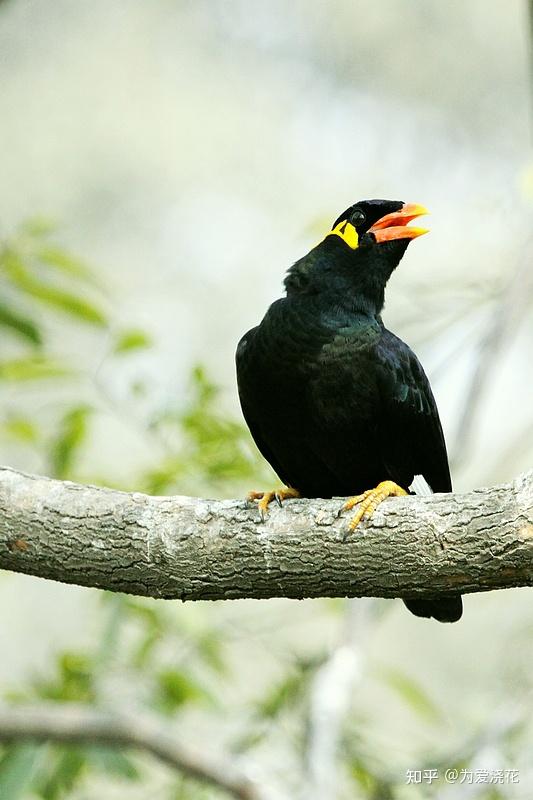 世界上会说话的鸟十种最会模仿人类说话的鸟非洲灰鹦鹉说话能力最强