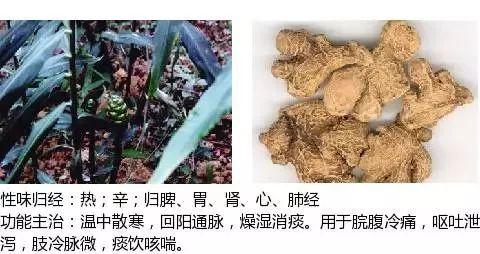 500余种中草药图  第196张