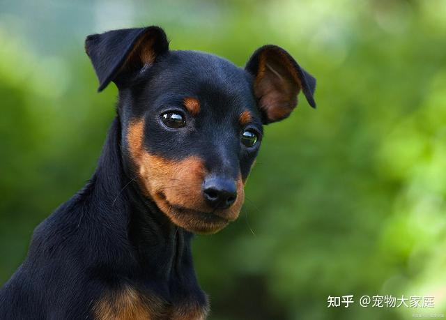 世界十大名犬排名