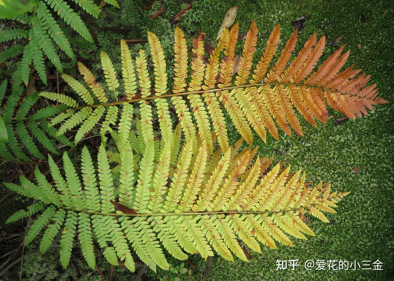 植物历史(六):石炭纪森林 - 知乎