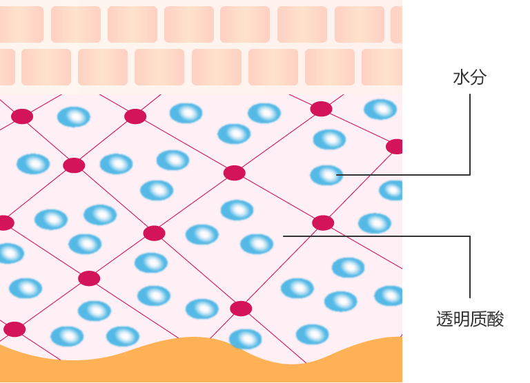 水份流失 → 水分不足及皮膚乾燥惡化 → 天然保溼因子