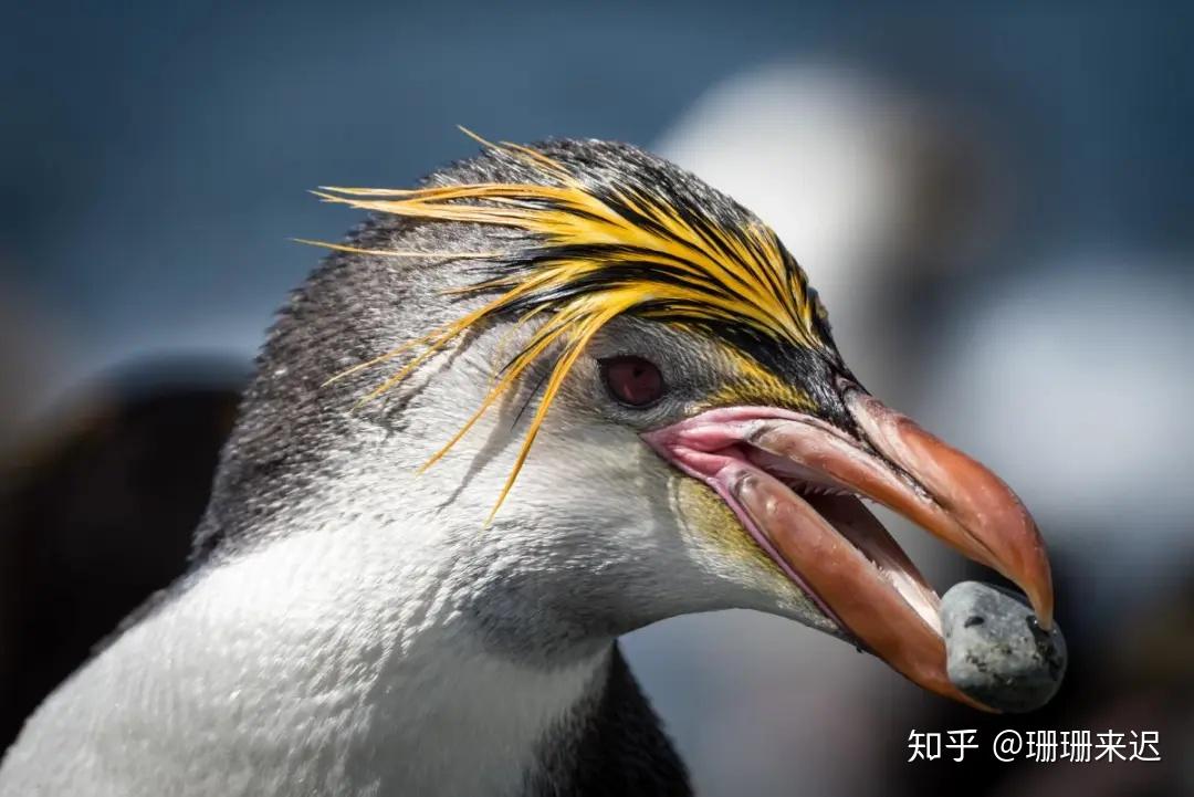 企鹅嘴巴张开图片