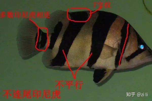 谁再分不清泰虎印尼虎越南虎,就把这篇帖子甩给他