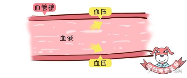 高血压认知2 高血压认知2