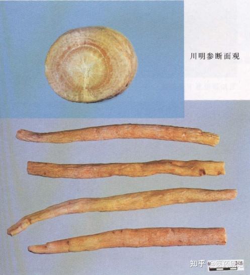 川明参:川明参药材为伞形科植物川明参chuanminshen violaceum sheh