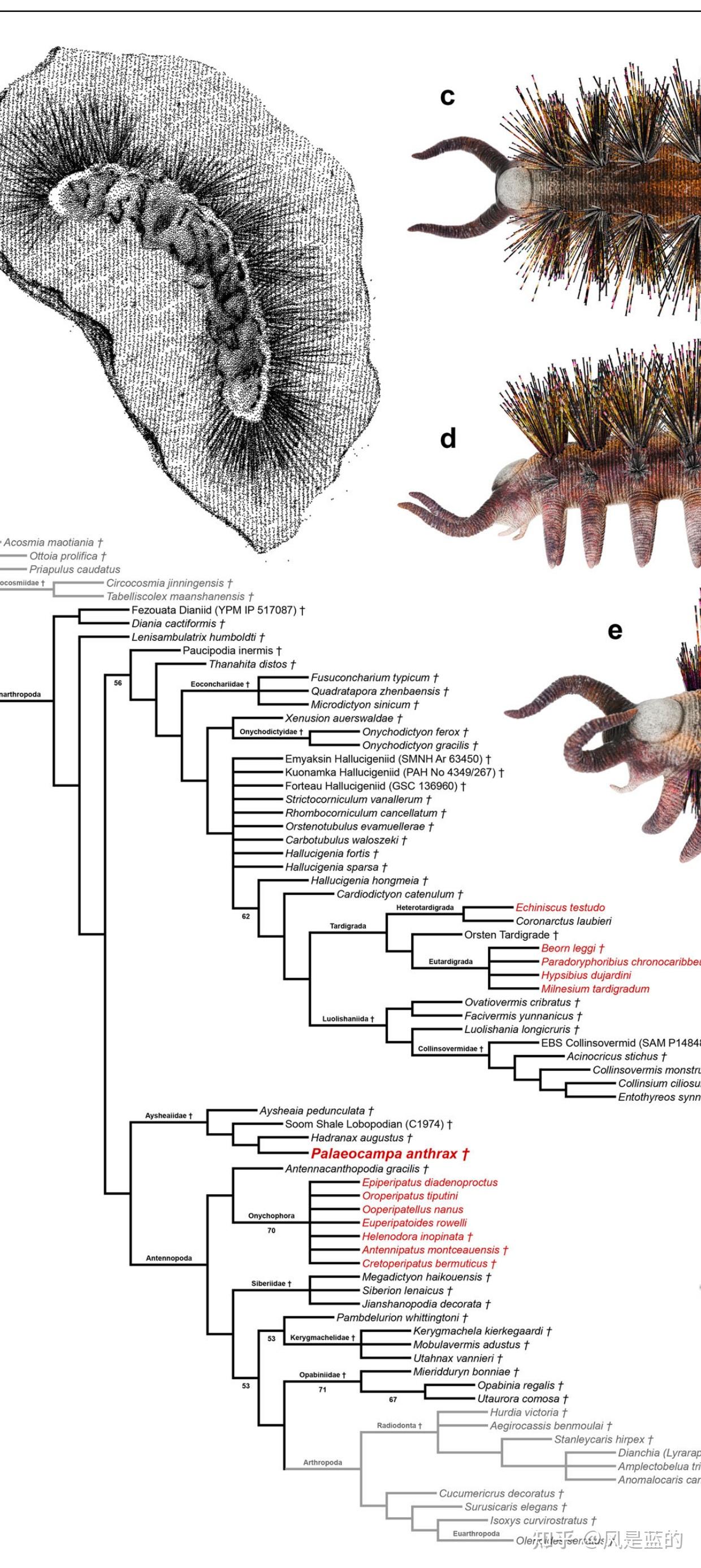 叶足动物门 Lobopodia的梳理 - 知乎