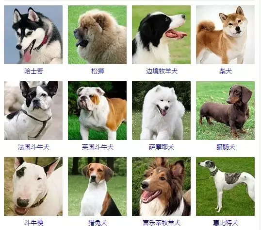 每日一宠:一篇文章让你了解狗的所有种类 - 知乎