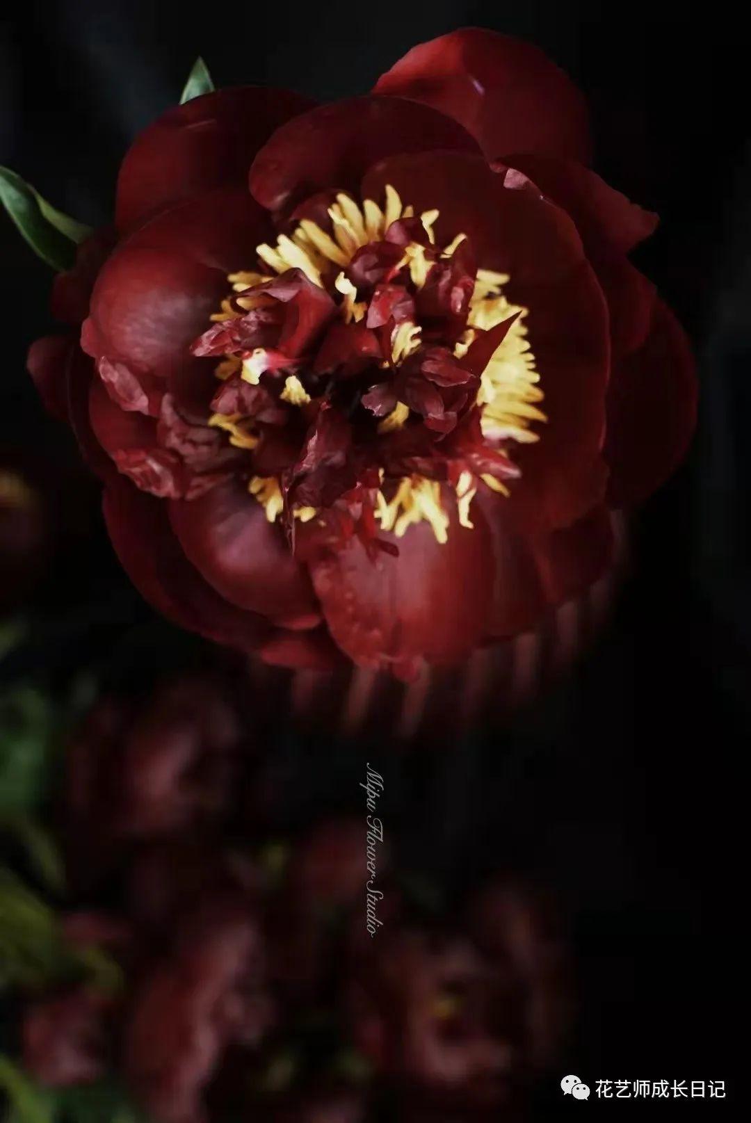 100朵芍药vol7黑美人芍药号称颜色最深的芍药