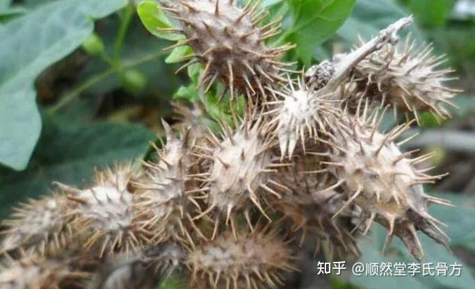 治鼻炎偏方,发一次,帮人无数! - 知乎