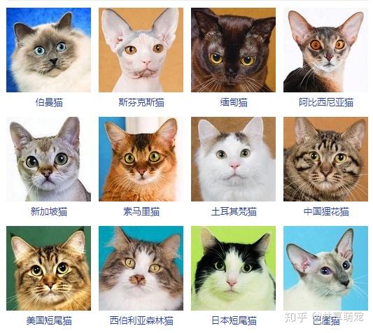 猫咪品种的简单介绍