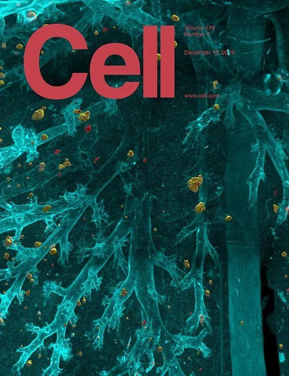 登上cell封面:一览无余,人类首次看清体内所有癌症转移!
