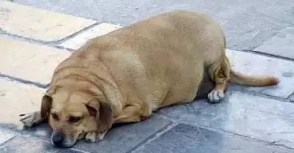肥胖竟是狗狗最大死因 你家狗狗体重达标了吗 知乎
