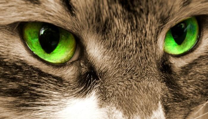 体检时才发现 猫居然失明了 知乎 体检时才发现 猫居然失明了 知乎