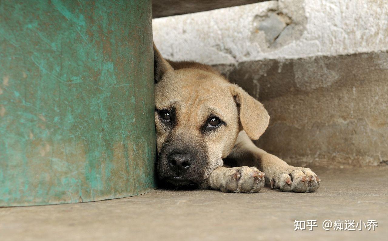 4,眼神楚楚可怜