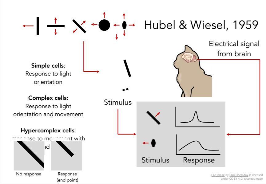 torsten wiesel experiments